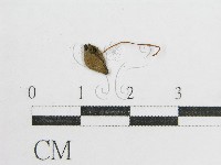 鬼傘屬藏品圖，第3張