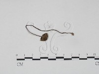 登錄號:F0005247藏品圖，第1張