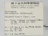 棕色革菌藏品圖，第2張