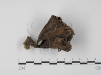 棕色革菌藏品圖，第3張