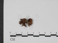 登錄號:F0005249藏品圖，第1張