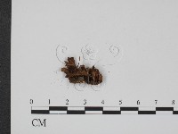 登錄號:F0005249藏品圖，第3張