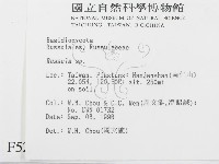 紅菇屬藏品圖，第2張