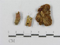 紅菇屬藏品圖，第3張