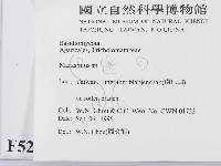 小皮傘屬藏品圖，第2張