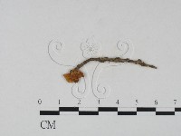 登錄號:F0005252藏品圖，第2張
