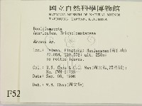 小菇屬藏品圖，第2張