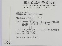 濕傘屬藏品圖，第2張