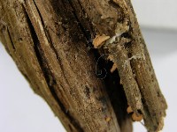 登錄號:F0005255藏品圖，第5張