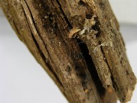 登錄號:F0005255藏品圖，第6張