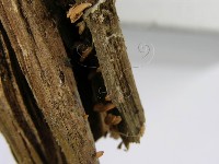 登錄號:F0005255藏品圖，第7張