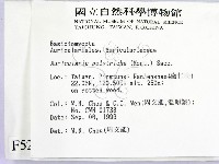 毛木耳藏品圖，第2張