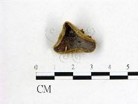 毛木耳藏品圖，第1張