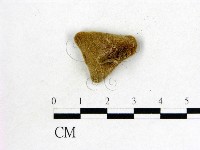 毛木耳藏品圖，第3張