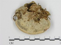 登錄號:F0005258藏品圖，第1張