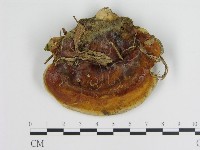 登錄號:F0005258藏品圖，第3張