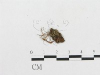 登錄號:F0005261藏品圖，第3張