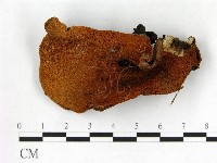 登錄號:F0005263藏品圖，第3張