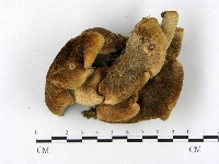 登錄號:F0005264藏品圖，第1張