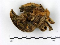 登錄號:F0005264藏品圖，第3張