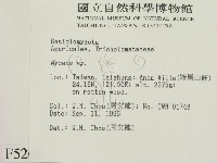 小菇屬藏品圖，第2張