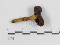 登錄號:F0005267藏品圖，第1張