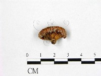 登錄號:F0005268藏品圖，第3張