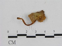 登錄號:F0005269藏品圖，第1張