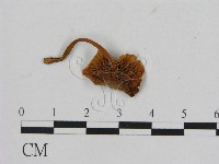 登錄號:F0005269藏品圖，第3張