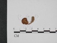 登錄號:F0005270藏品圖，第1張