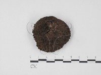 登錄號:F0005271藏品圖，第1張