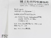 蠔韌革菌藏品圖，第2張