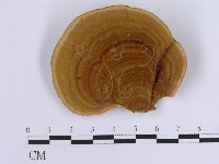 蠔韌革菌藏品圖，第1張