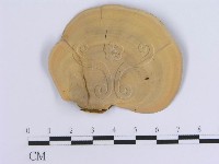 蠔韌革菌藏品圖，第3張