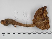 登錄號:F0005275藏品圖，第3張