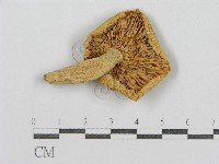 登錄號:F0005276藏品圖，第1張