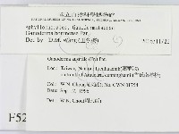 小皮傘屬藏品圖，第2張