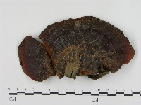 小皮傘屬藏品圖，第1張