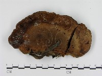 小皮傘屬藏品圖，第4張