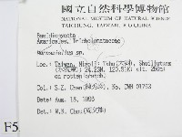 微皮傘屬藏品圖，第2張