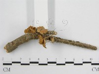 微皮傘屬藏品圖，第3張