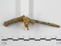 微皮傘屬藏品圖，第4張