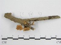 微皮傘屬藏品圖，第5張