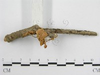 微皮傘屬藏品圖，第6張