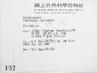 鬼傘屬藏品圖，第2張