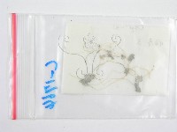 鬼傘屬藏品圖，第3張