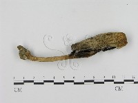 登錄號:F0005283藏品圖，第1張