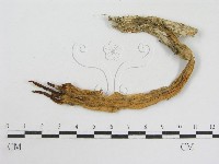 登錄號:F0005284藏品圖，第1張