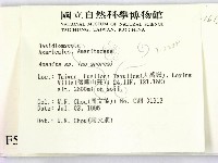 鵝膏屬藏品圖，第2張