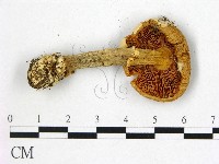 鵝膏屬藏品圖，第3張